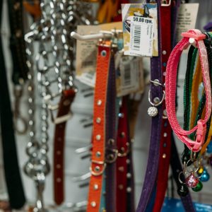 Hrana uscată pentru câini